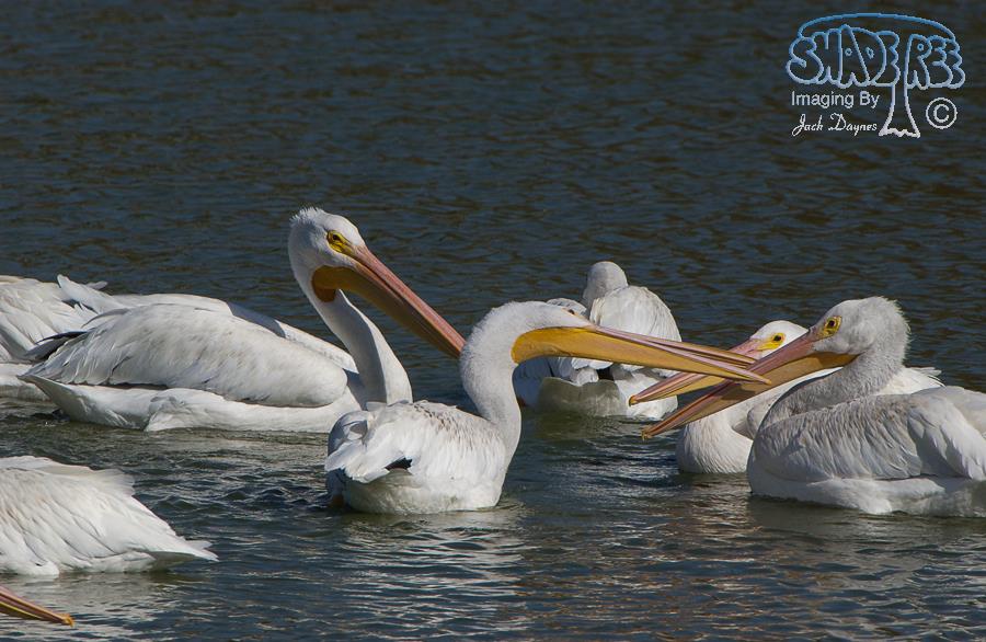 American White Pelican - Pelecanus erythrorhynchos