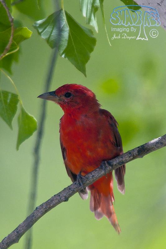 Summer Tanager - Piranga rubra