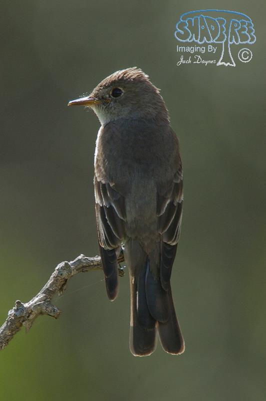 Western Wood-Pewee - Contopus sordidulus