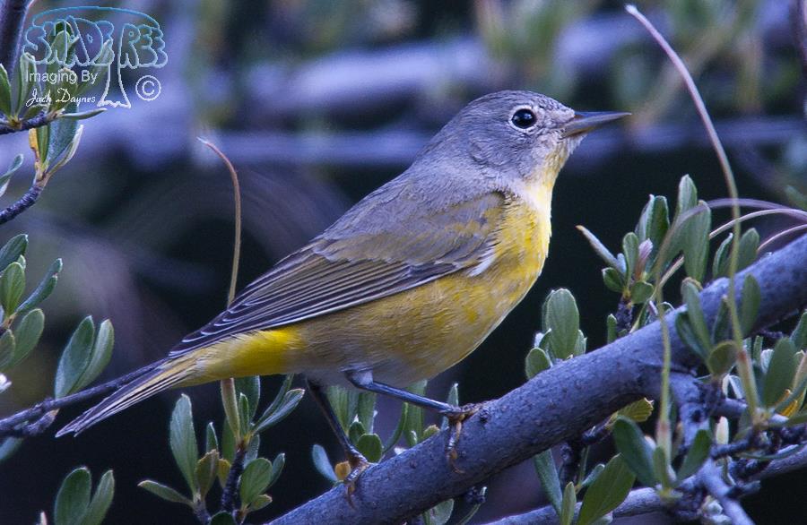 Nashville Warbler - Leiothlypis ruficapilla
