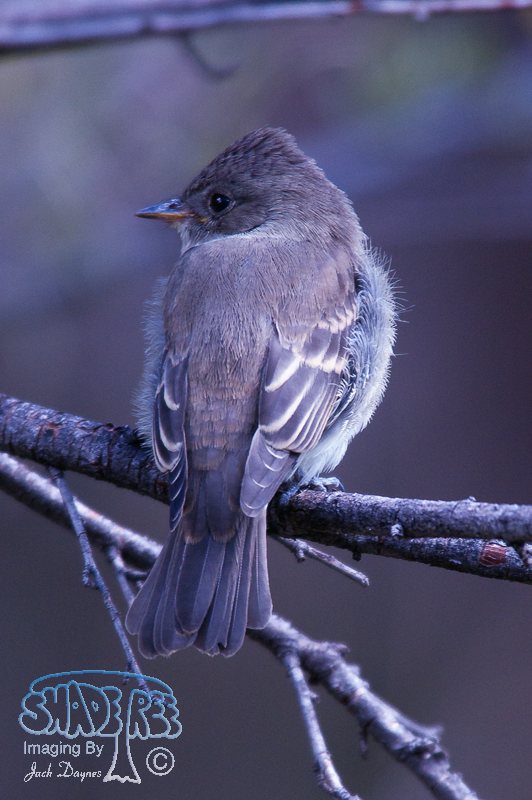 Western Wood-Pewee - Contopus sordidulus