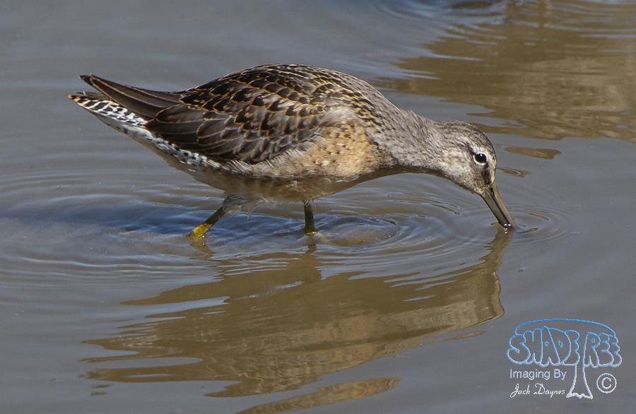 Long-Billed Dowitcher - Limnodromus scolopaceus