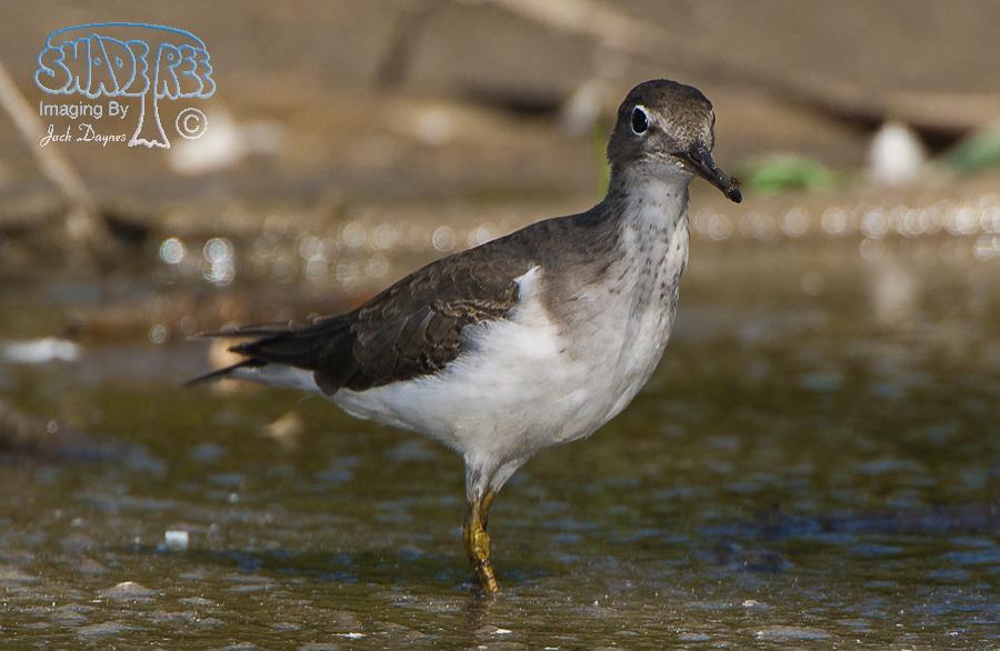 Spotted Sandpiper - Tringa macularia
