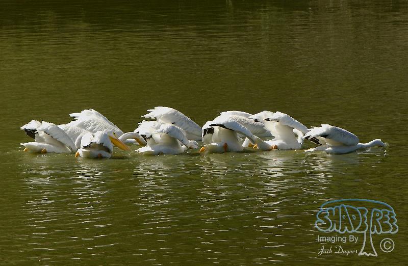 American White Pelican - Pelecanus erythrorhynchos