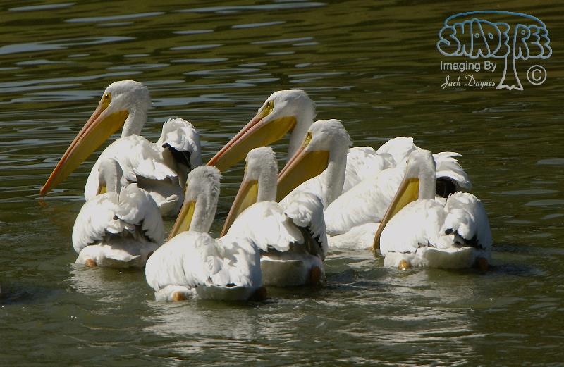 American White Pelican - Pelecanus erythrorhynchos