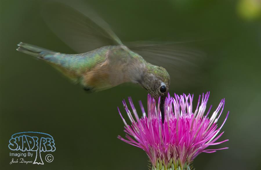 Broad-Tailed Hummingbird - Selasphorus platycercus