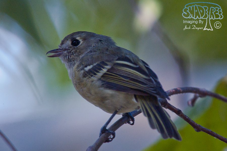 Hutton's Vireo - Vireo huttoni