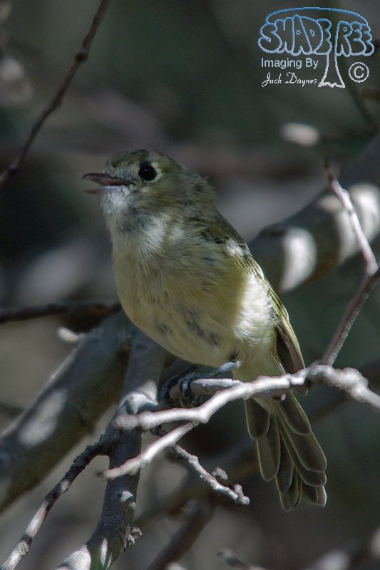 Hutton's Vireo - Vireo huttoni