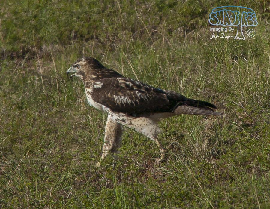 Common Black-Hawk - Buteogallus anthracinus