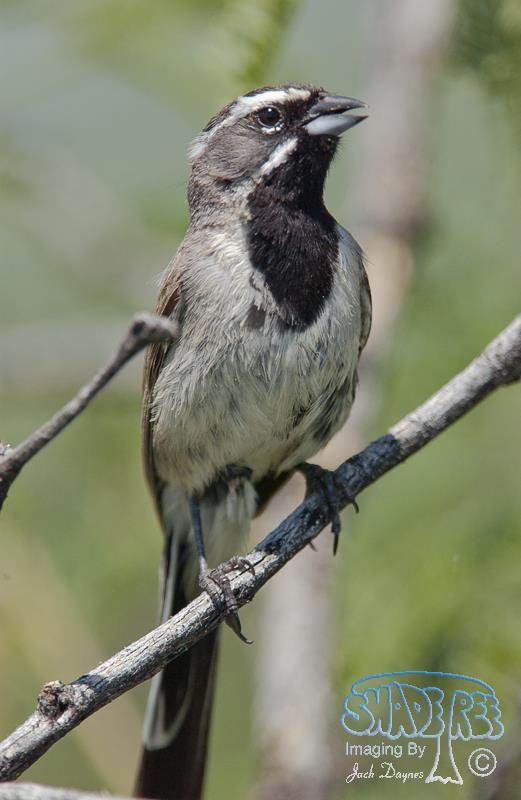 Black-throated Sparrow - Amphispiza bilineata