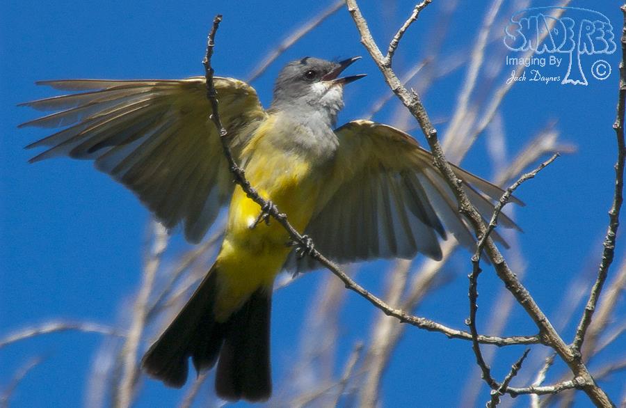 Cassin's Kingbird - Tyrannus vociferans