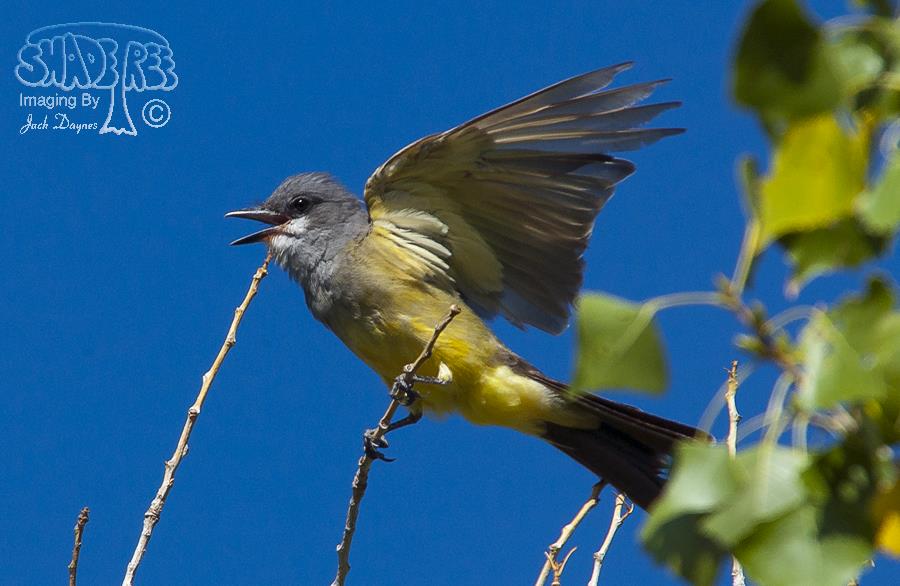 Cassin's Kingbird - Tyrannus vociferans