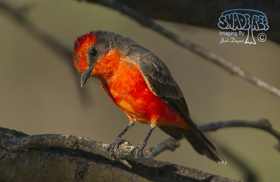 Vermilion Flycatcher - Pyrocephalus rubinus