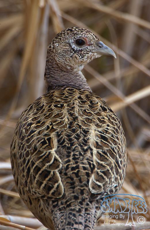 Phasianus colchicus - Phasianus colchicus