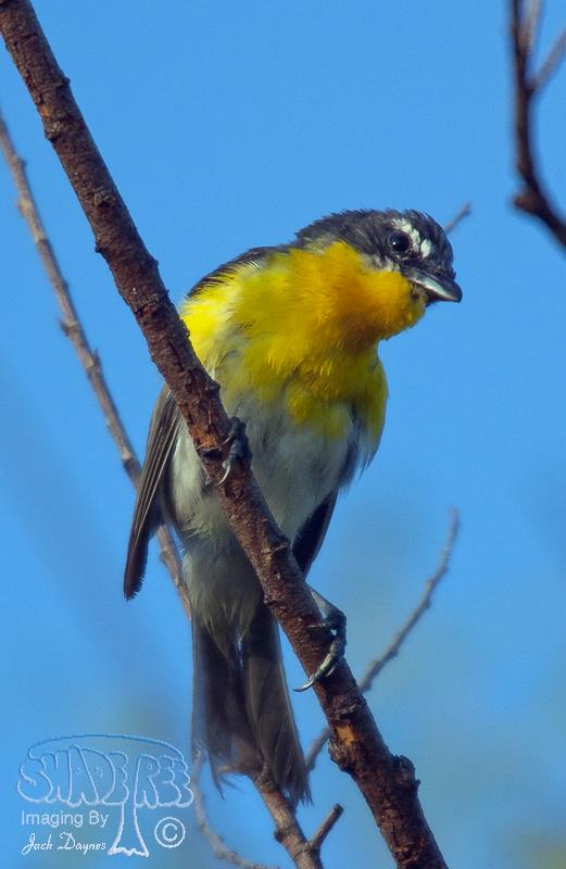 Yellow-Breasted Chat - Icteria virens