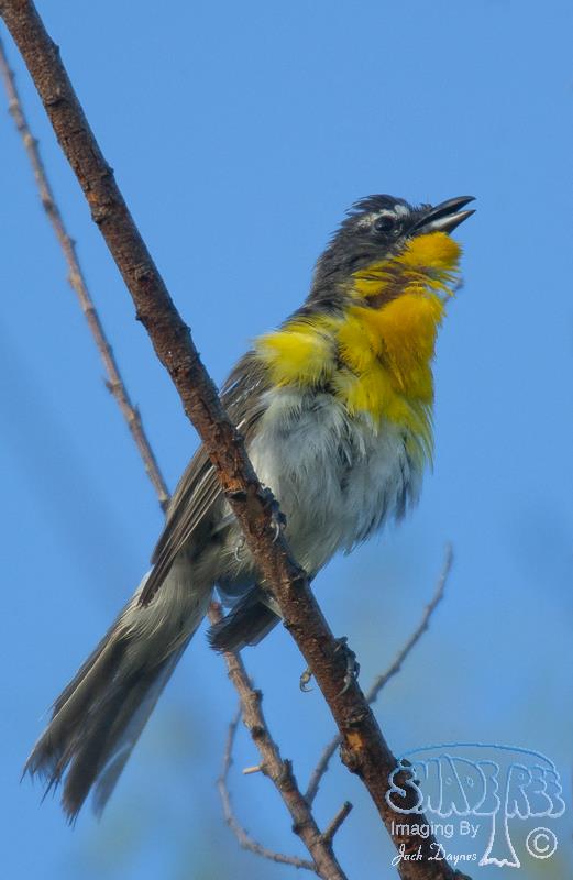 Yellow-Breasted Chat - Icteria virens