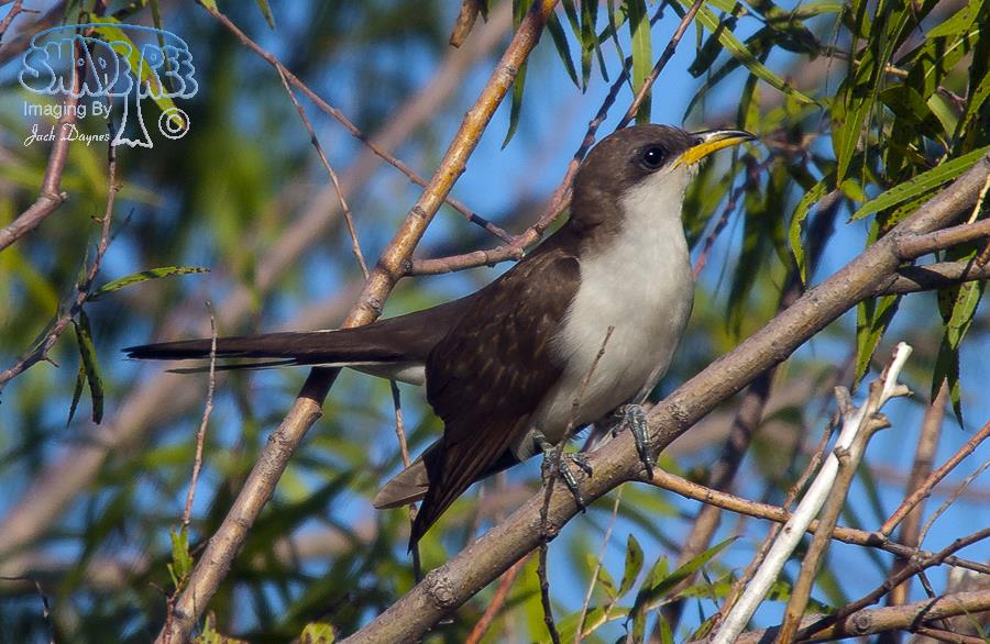 Yellow-Billed Cuckoo - Coccyzus americanus