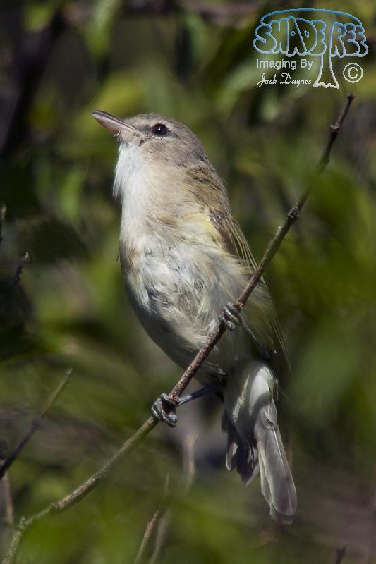 Bell's Vireo - Vireo bellii