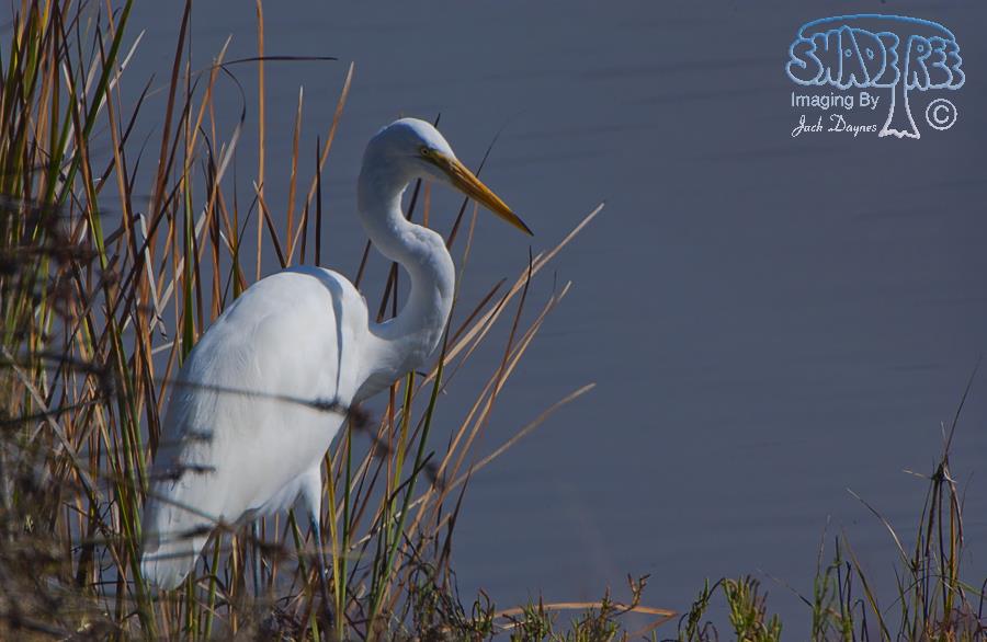 Great Egret - Ardea alba
