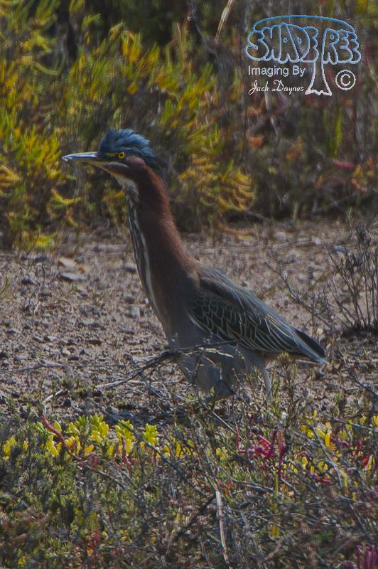 Green Heron - Butorides virescens