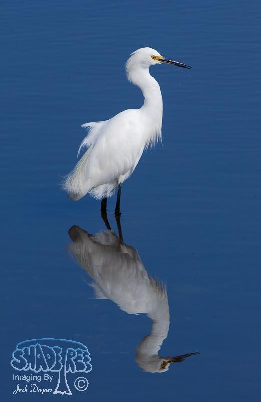 Snowy Egret - Egretta thula