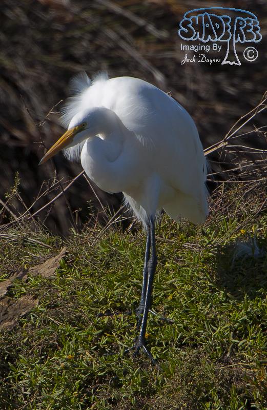 Great Egret - Ardea alba
