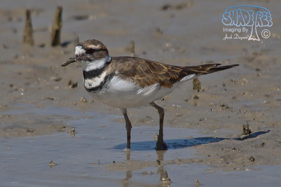 Killdeer - Charadrius vociferus