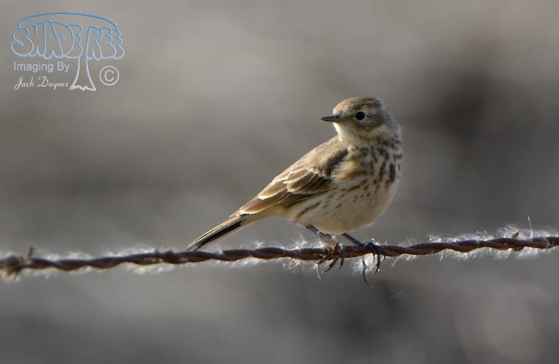 American Pipit - Anthus rubescens