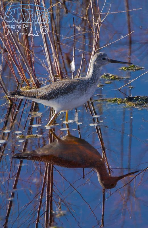 Greater Yellowlegs - Tringa melanoleuca