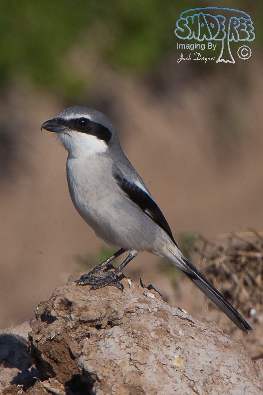 Loggerhead Shrike - Lanius ludovicianus