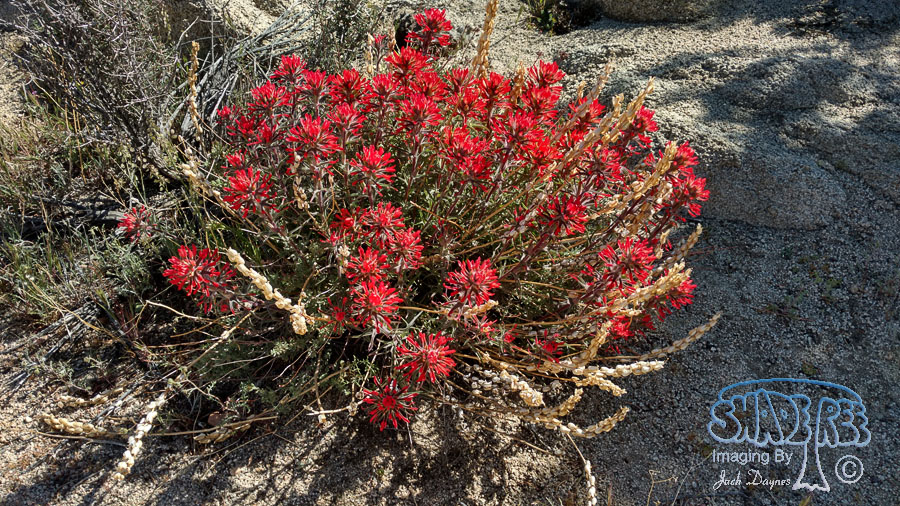 Paintbrush Flower - n/a