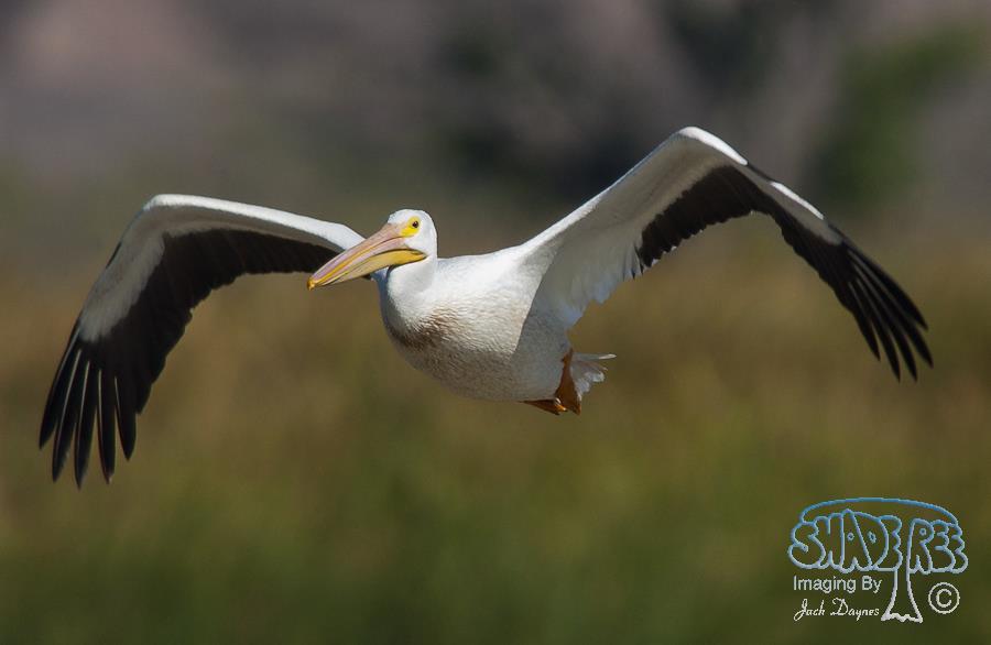 American White Pelican - Pelecanus erythrorhynchos