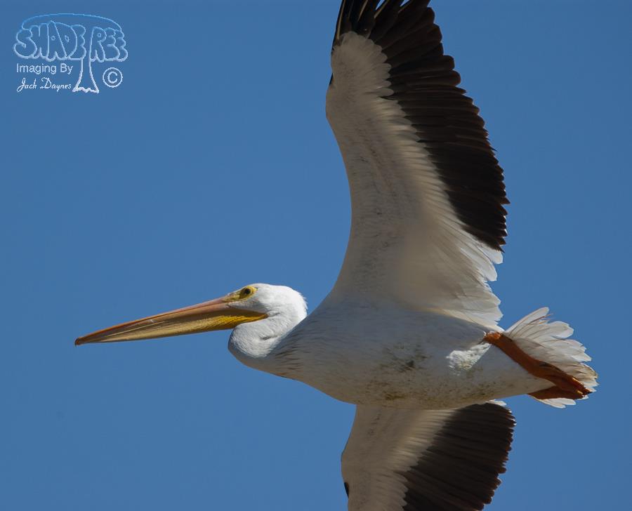 American White Pelican - Pelecanus erythrorhynchos