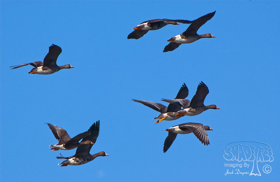 Greater White-Fronted Goose - Anser albifrons