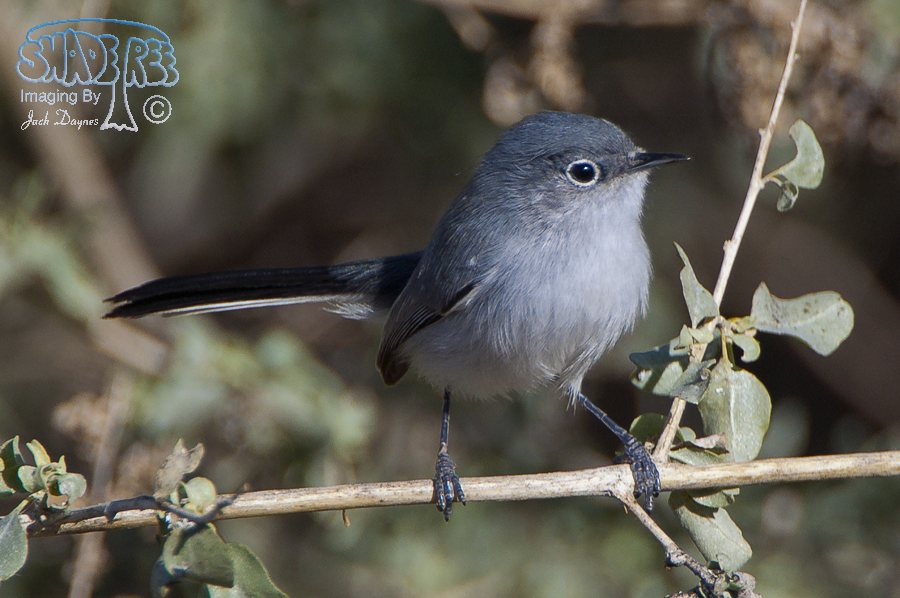 Blue-Gray Gnatcatcher - Polioptila caerulea