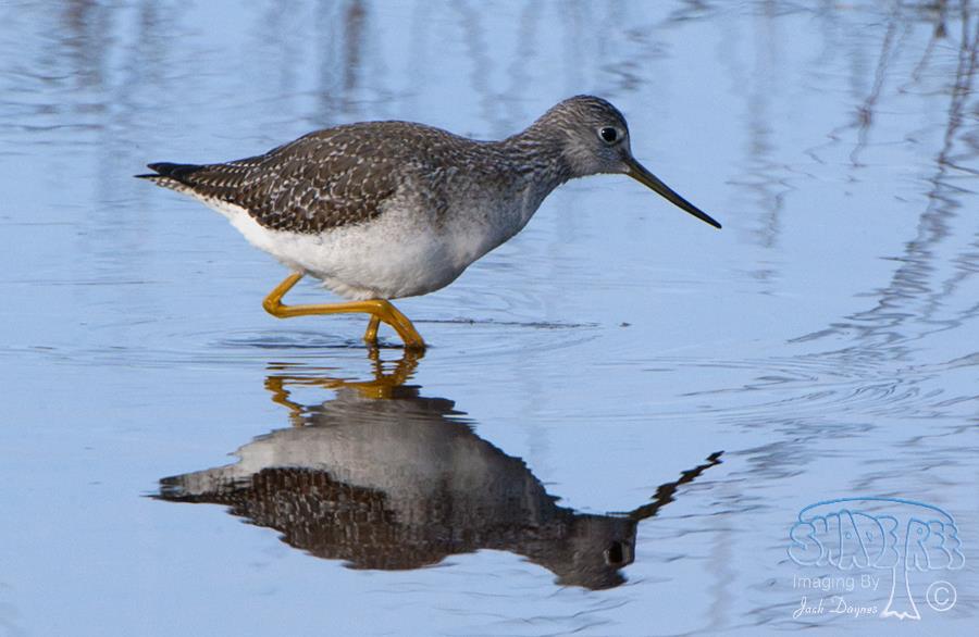 Greater Yellowlegs - Tringa melanoleuca