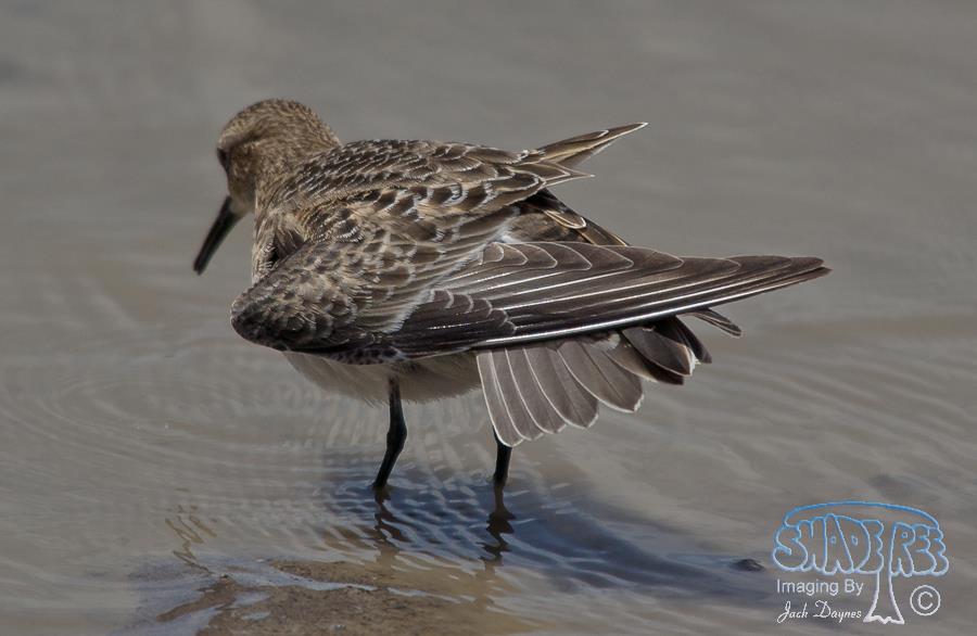 Baird's Sandpiper - Calidris bairdii