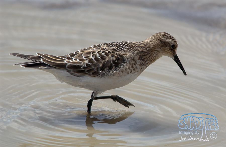 Baird's Sandpiper - Calidris bairdii