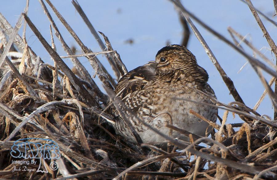 Wilson's Snipe - Gallinago delicata