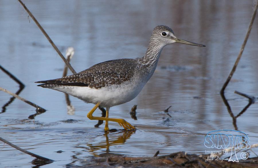 Greater Yellowlegs - Tringa melanoleuca