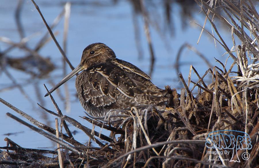 Wilson's Snipe - Gallinago delicata