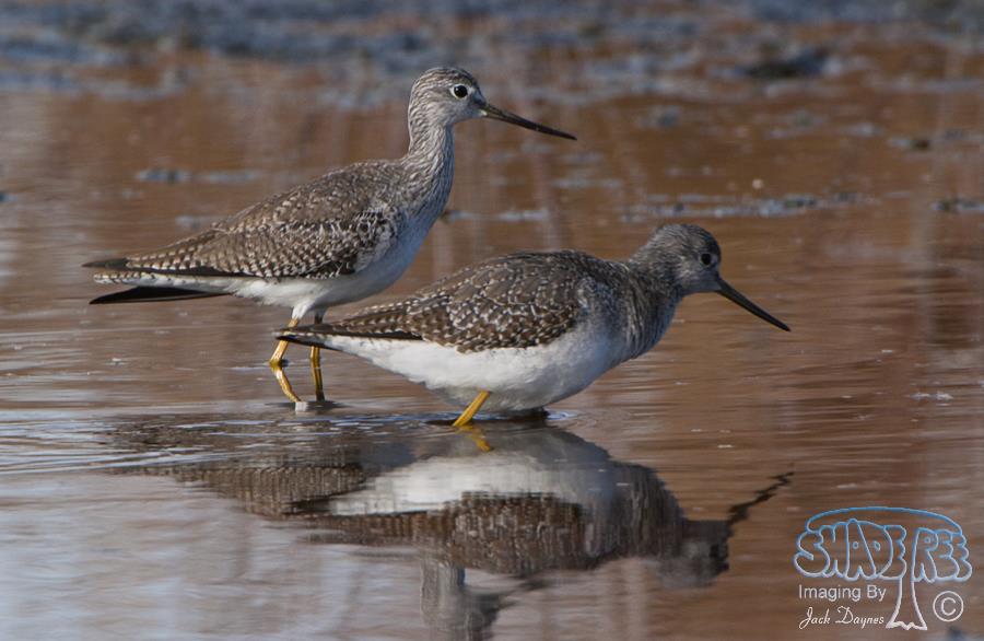 Greater Yellowlegs - Tringa melanoleuca