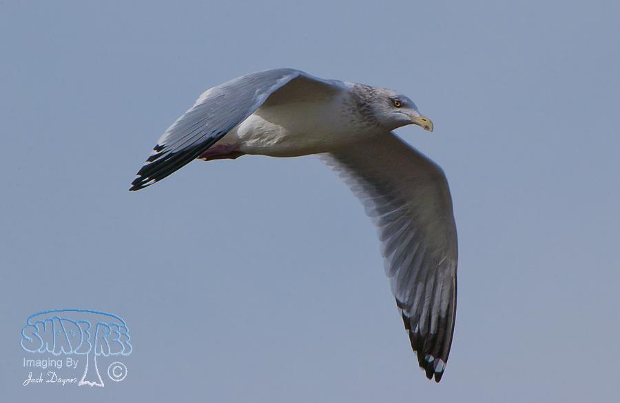 Herring Gull - Larus argentatus