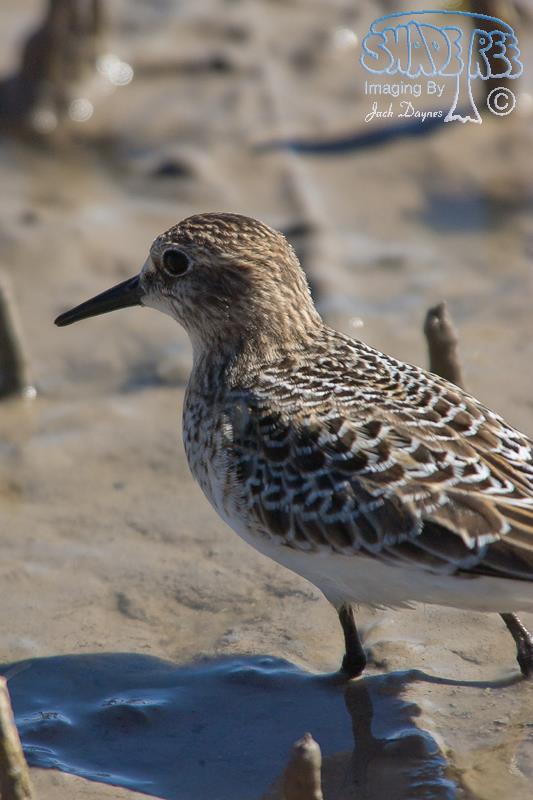 Baird's Sandpiper - Calidris bairdii