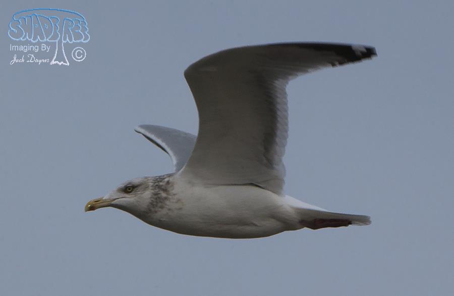 Herring Gull - Larus argentatus