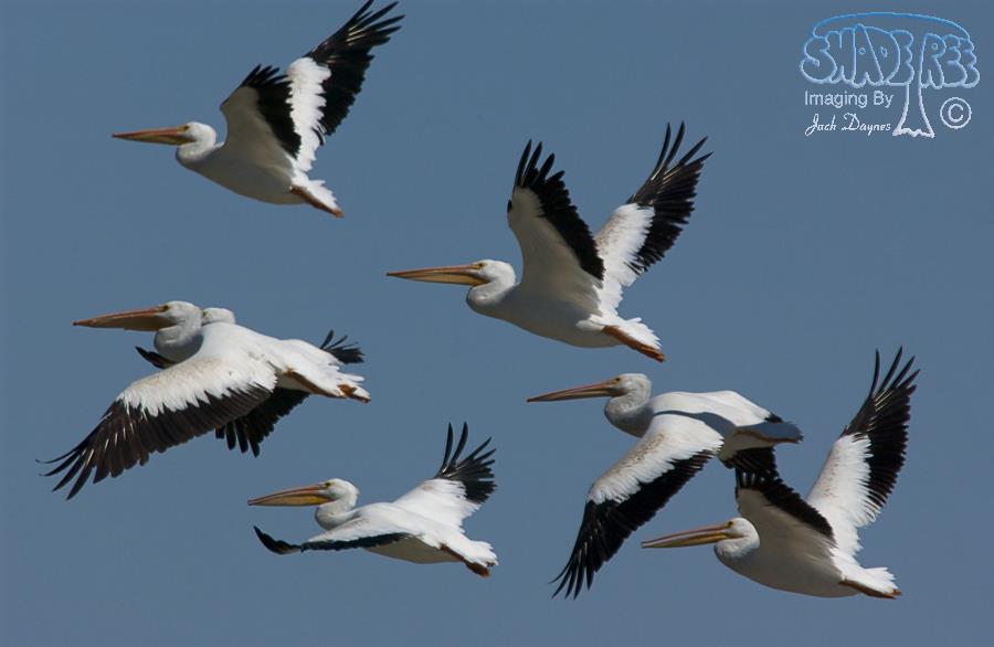 American White Pelican - Pelecanus erythrorhynchos