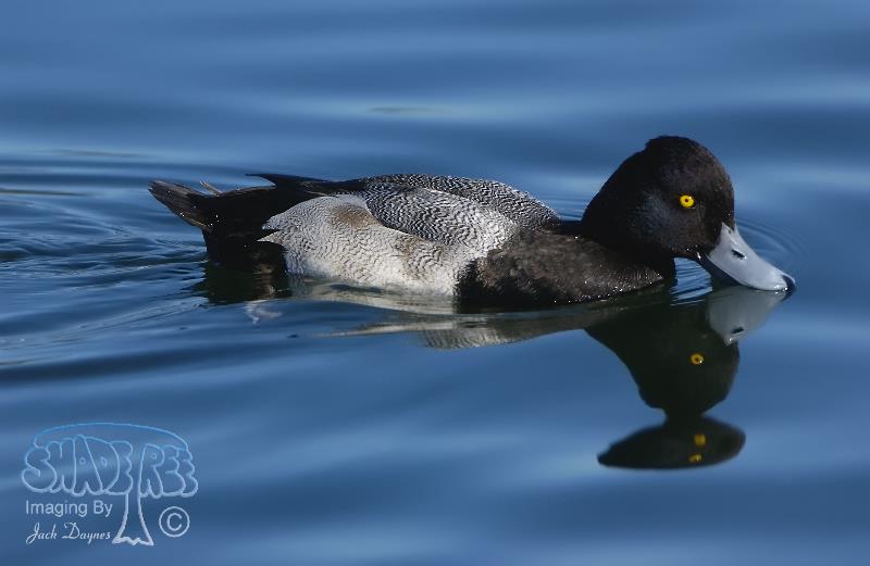 Lesser Scaup - Aythya affinis