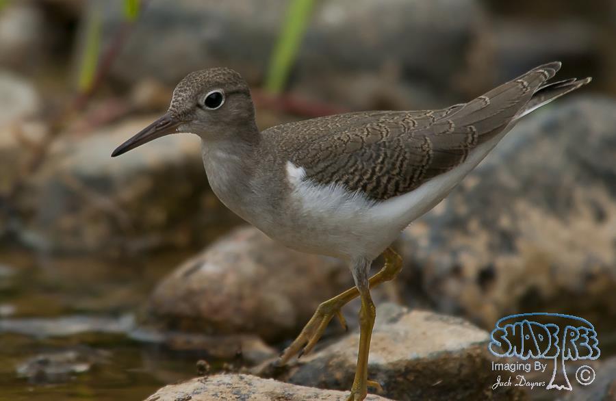 Spotted Sandpiper - Tringa macularia