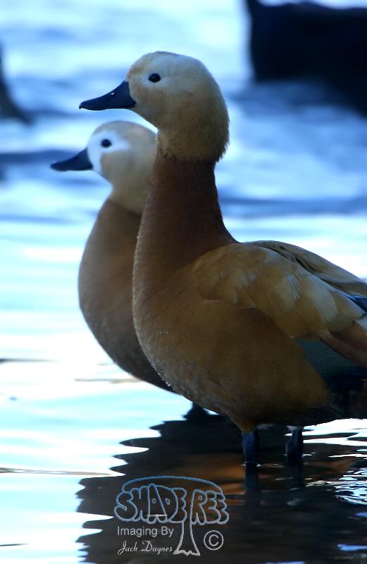 Ruddy Shelduck - Tadorna ferruginea