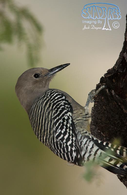 Gila Woodpecker - Melanerpes uropygialis